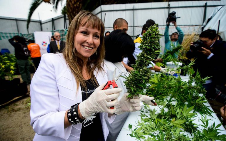 Uso medicinal de cannabis, una exitosa realidad en Chile y el mundo.