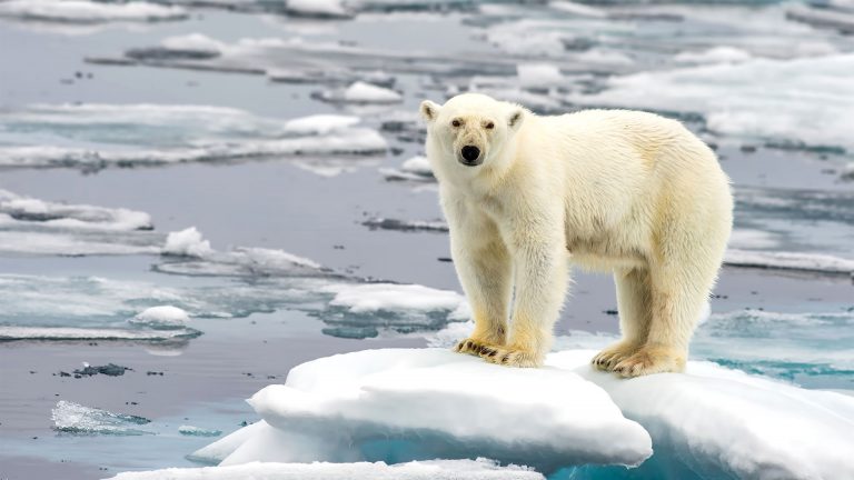 “5 falsos mitos instalados, para la negación organizada del cambio climático”